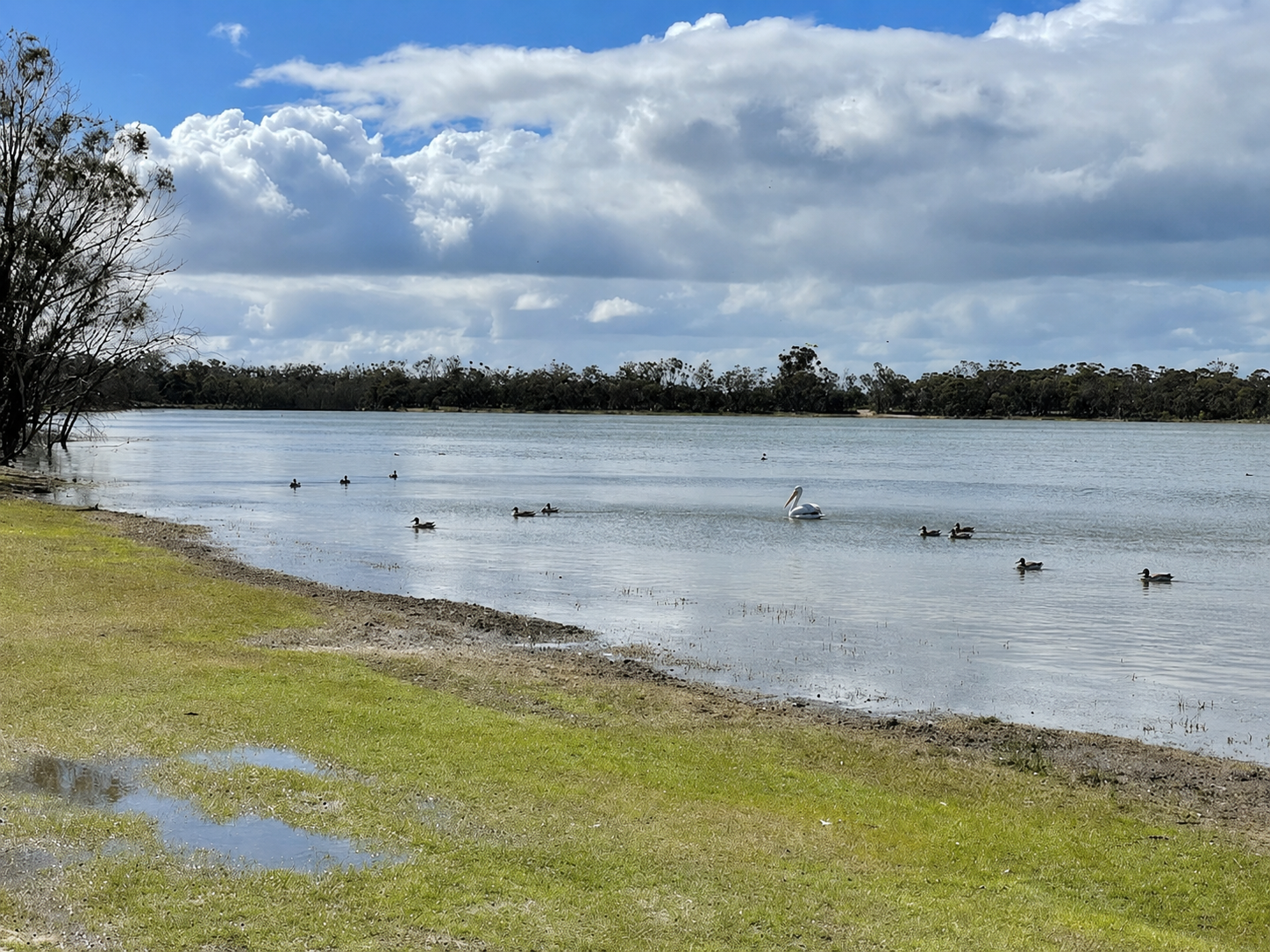 Bird watching at Green Lake